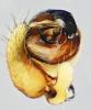 Araniella cucurbitina